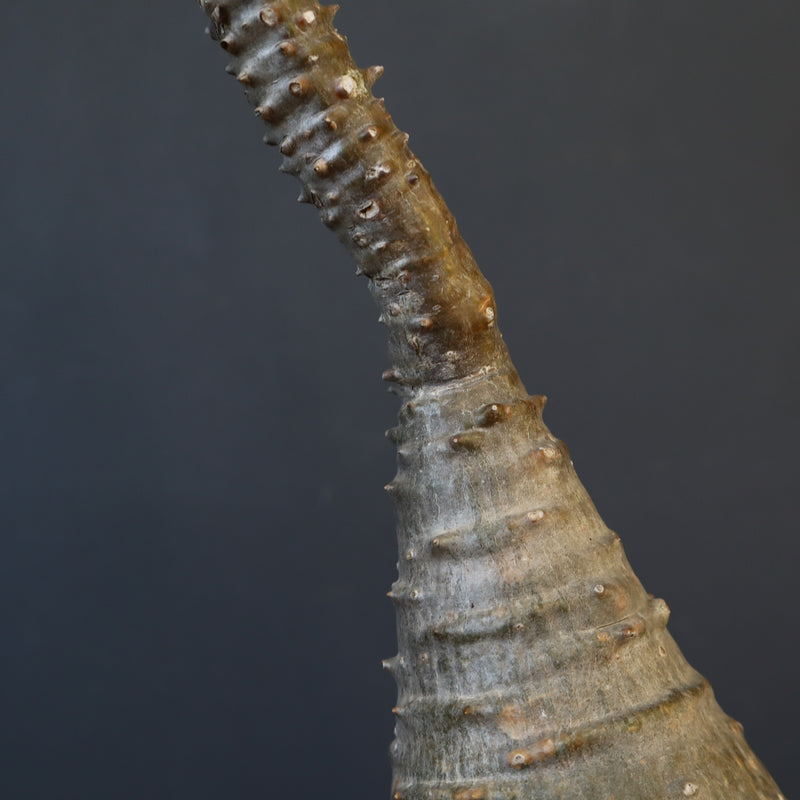 P.ウィンゾリー EC1215