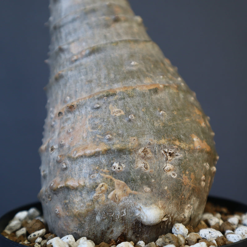 P.ウィンゾリー EC1215