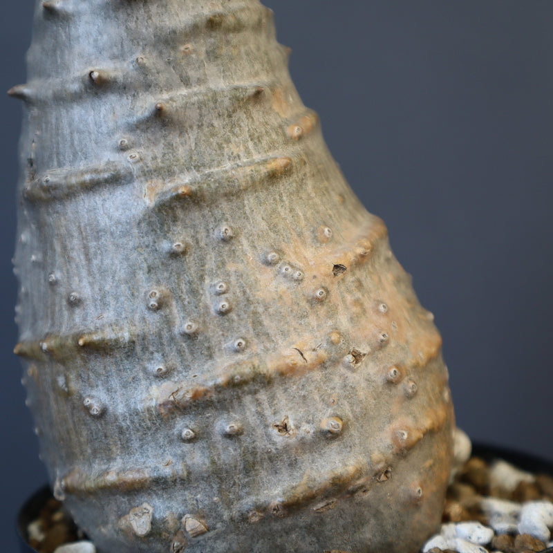 P.ウィンゾリー EC1215