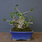 オオハマボウ　EC1699