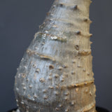 P.ウィンゾリー EC1215