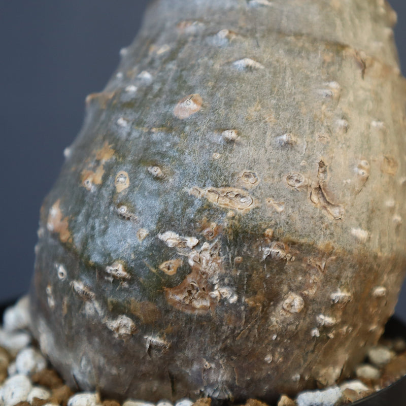 P.ウィンゾリー EC1215