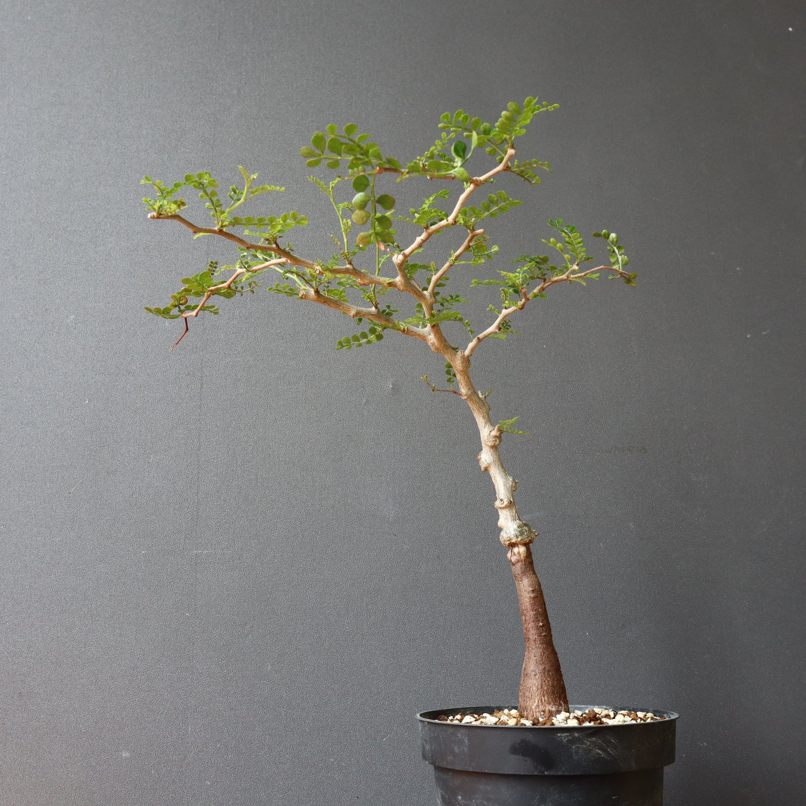 O.パキプス (実生) 829 – TaiShoDo ONLINE SHOP