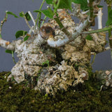 オオハマボウ　EC1699