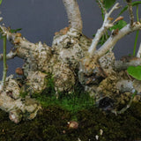 オオハマボウ　EC1699