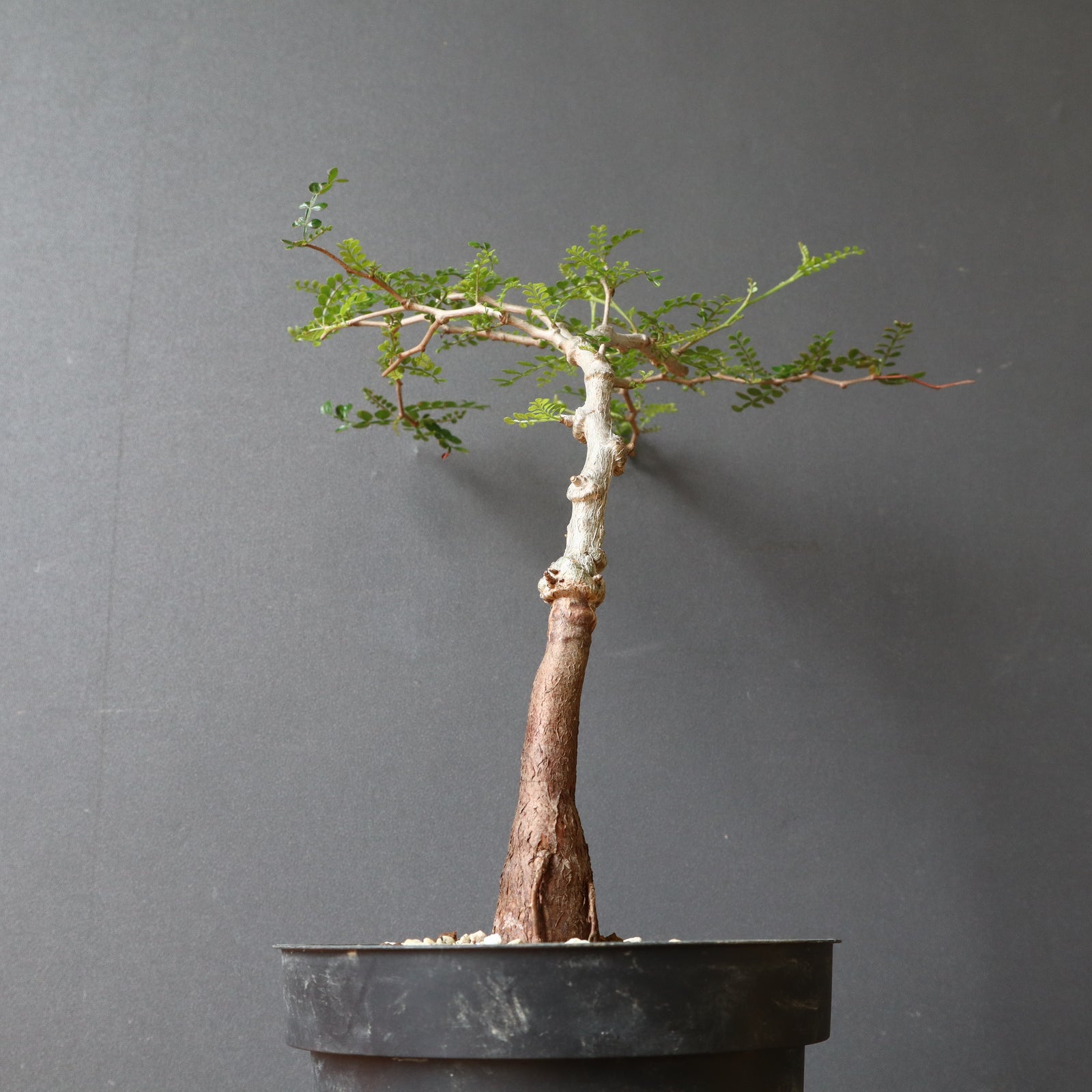 O.パキプス (実生) 829 – TaiShoDo ONLINE SHOP