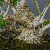 オオハマボウ　EC1699