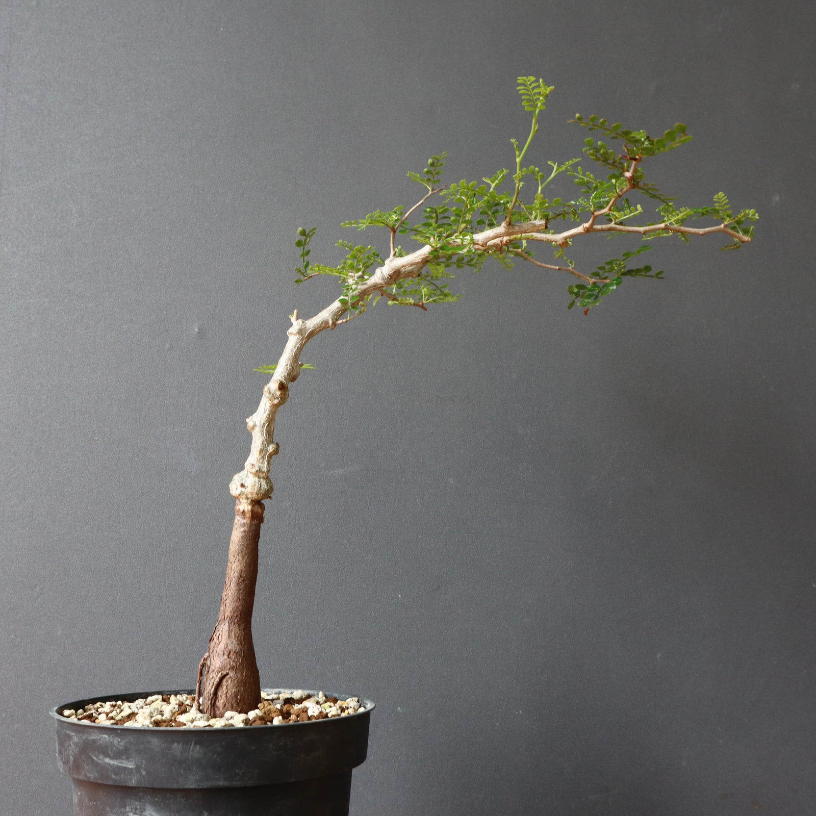 実生　パキプス　8年　大株 CATEGORY Operculicarya pachypus(オペルクリカリア パキプス)