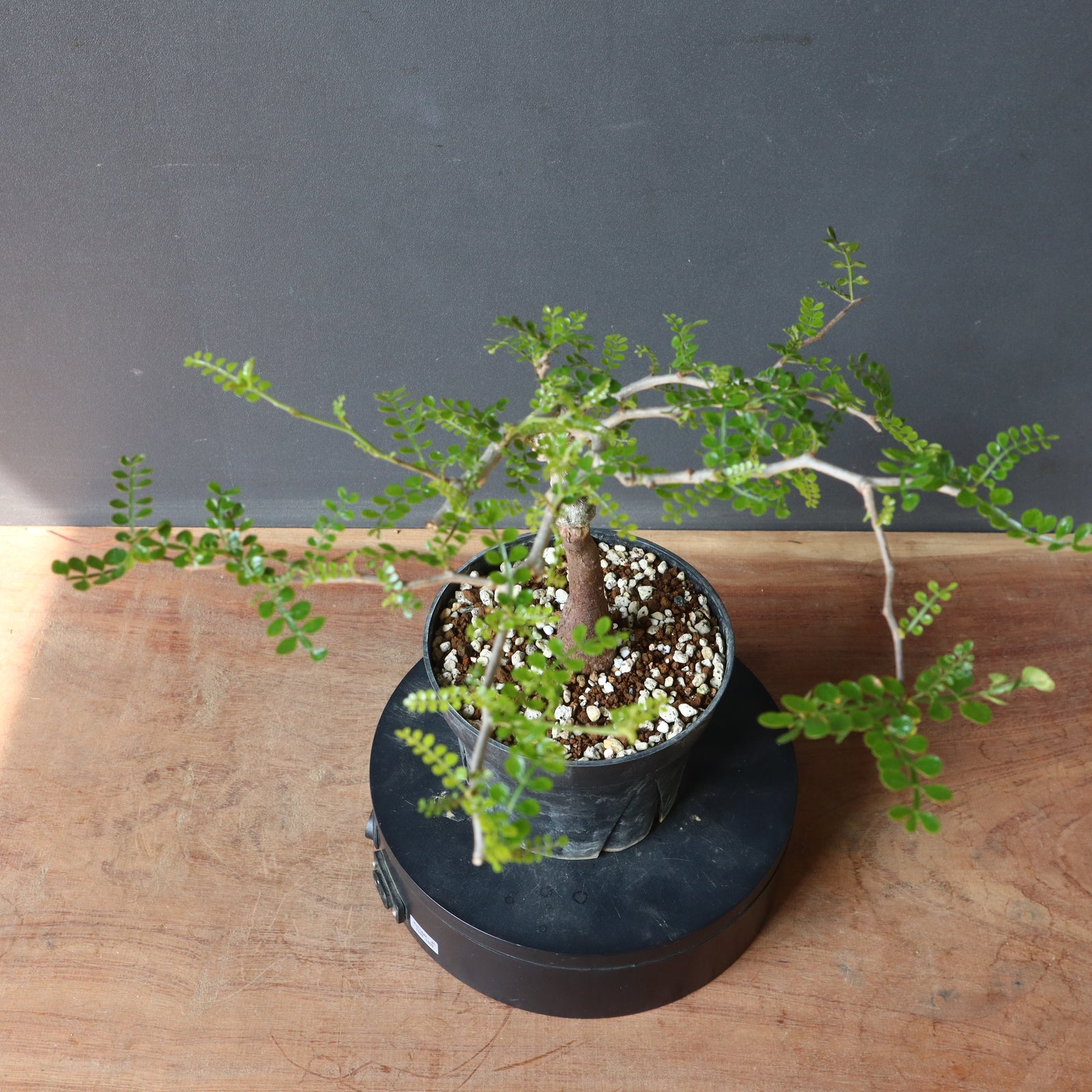 実生　パキプス　8年　大株 実生 パキプス 8年 大株