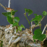 オオハマボウ　EC1699