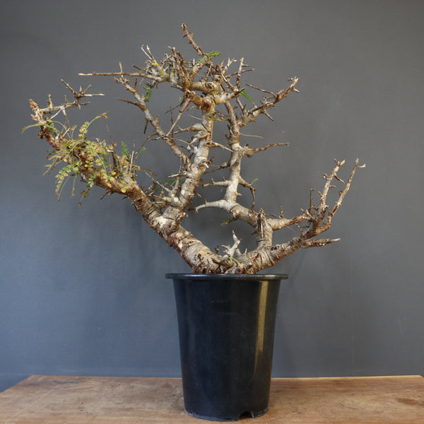 B.ネグレクタ 50