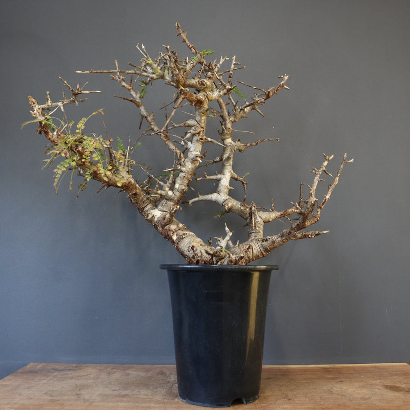 B.ネグレクタ 50