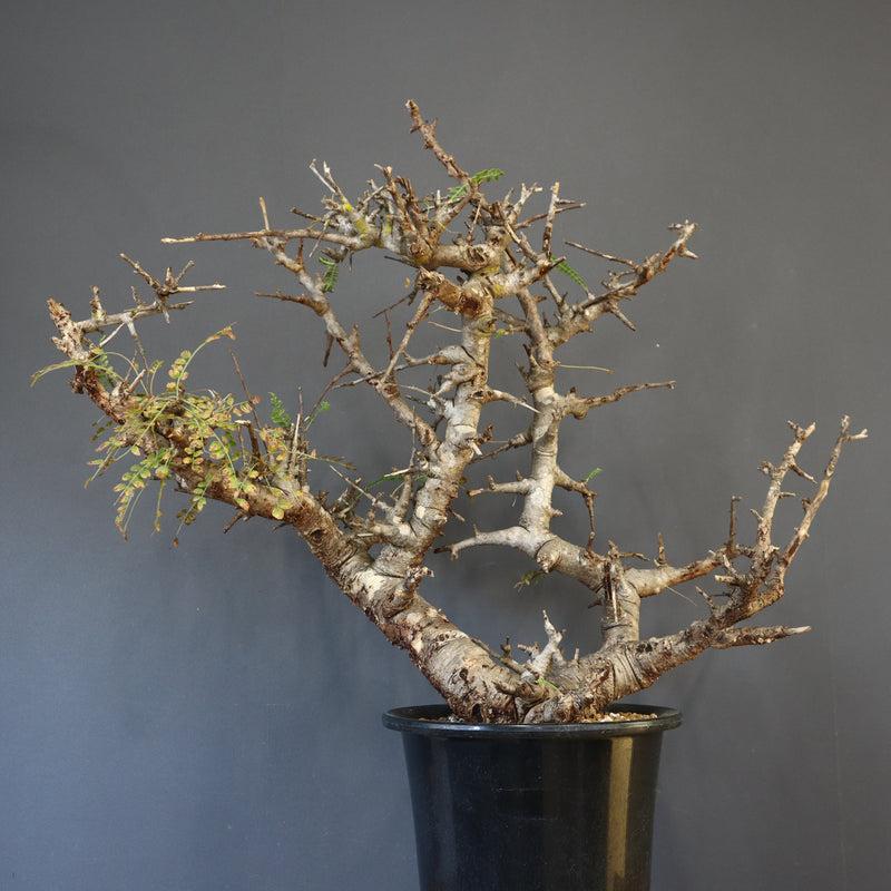 B.ネグレクタ 50