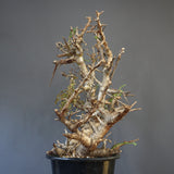 B.ネグレクタ 50