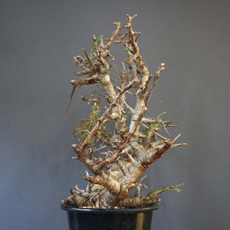 B.ネグレクタ 50