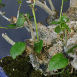 オオハマボウ　EC1699