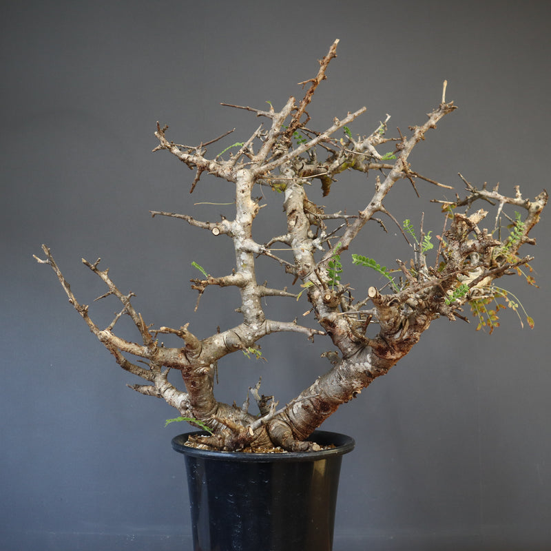 B.ネグレクタ 50