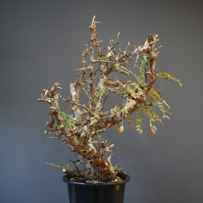 B.ネグレクタ 50