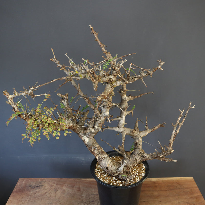 B.ネグレクタ 50