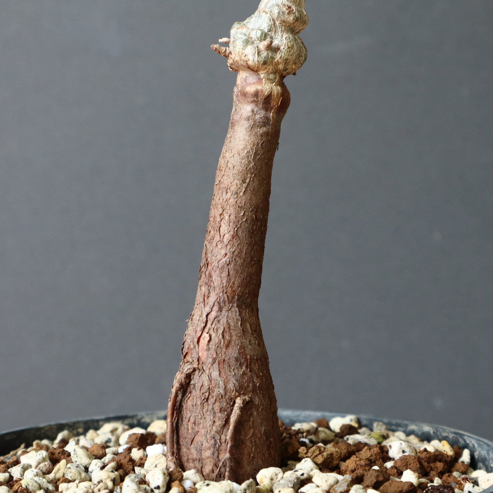 実生　パキプス　8年　大株 O.パキプス (実生) 820 – TaiShoDo ONLINE SHOP