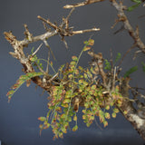 B.ネグレクタ 50