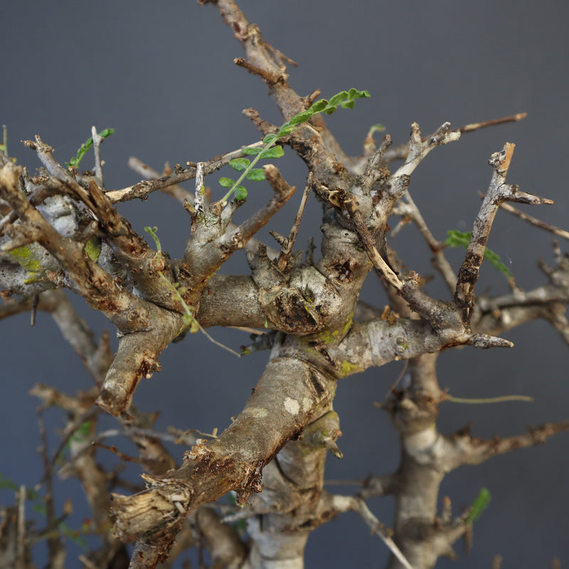 B.ネグレクタ 50