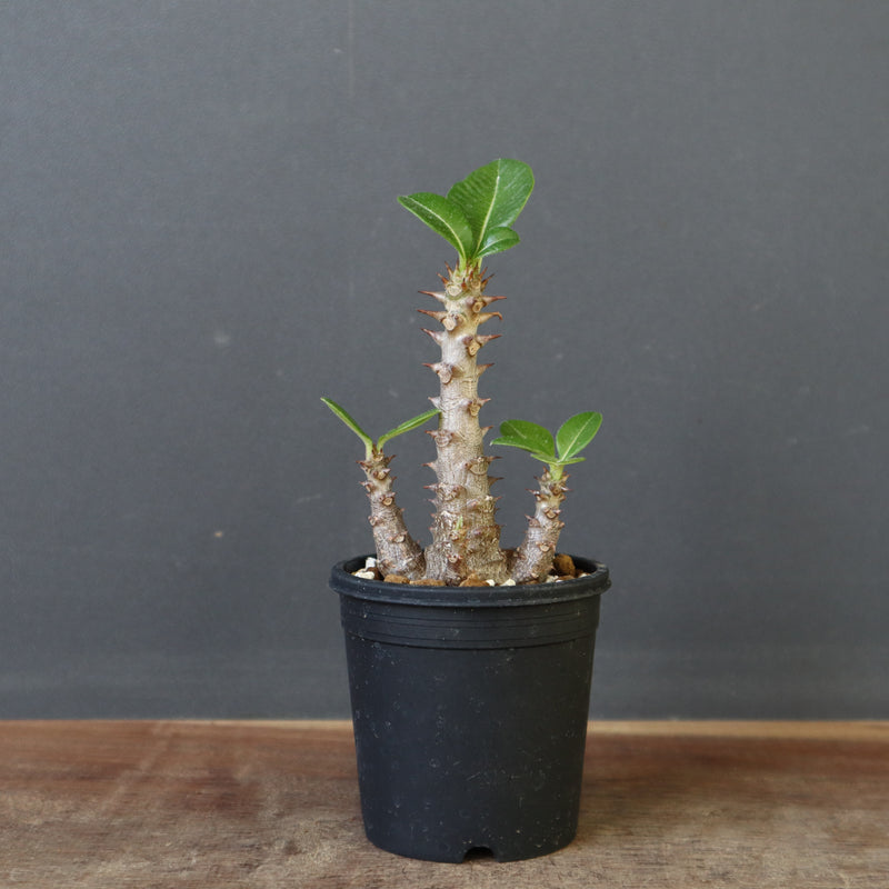 P.ウィンゾリー（実生）300 – TaiShoDo ONLINE SHOP