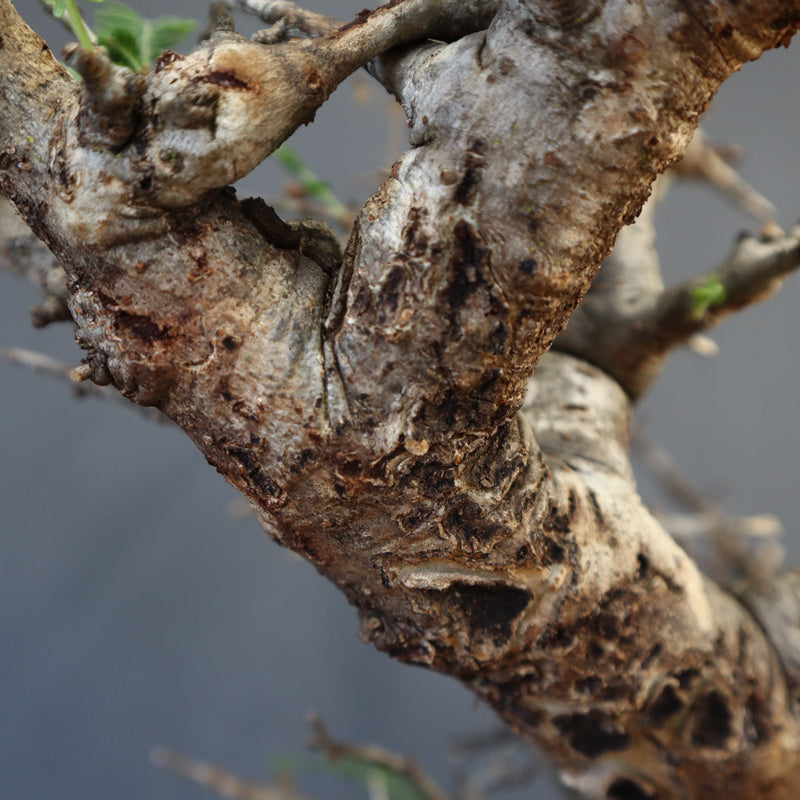 B.ネグレクタ 50