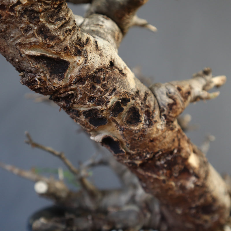 B.ネグレクタ 50