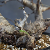 B.ネグレクタ 50