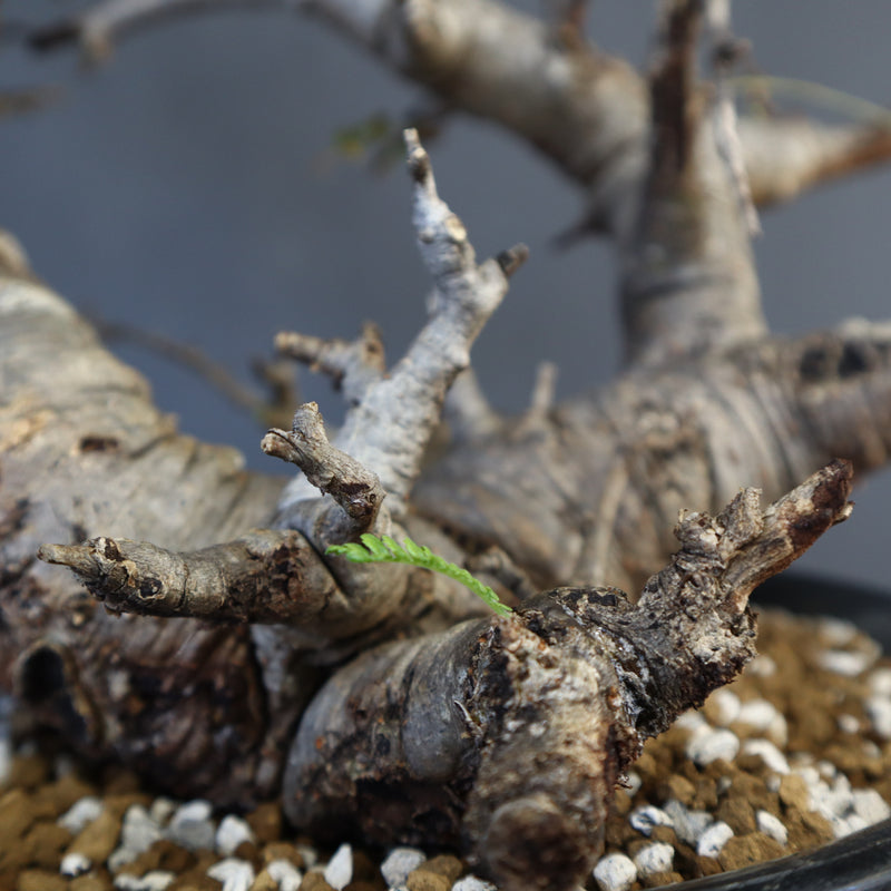 B.ネグレクタ 50