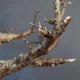 B.ネグレクタ 50