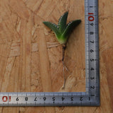 【ベアルート】DRAGON AGAVE 麻花 EC1702