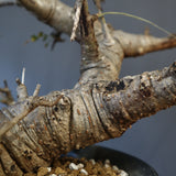 B.ネグレクタ 50