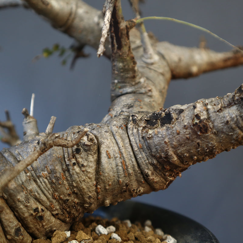 B.ネグレクタ 50