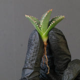 【ベアルート】DRAGON AGAVE 麻花 EC1702