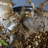 B.ネグレクタ 50