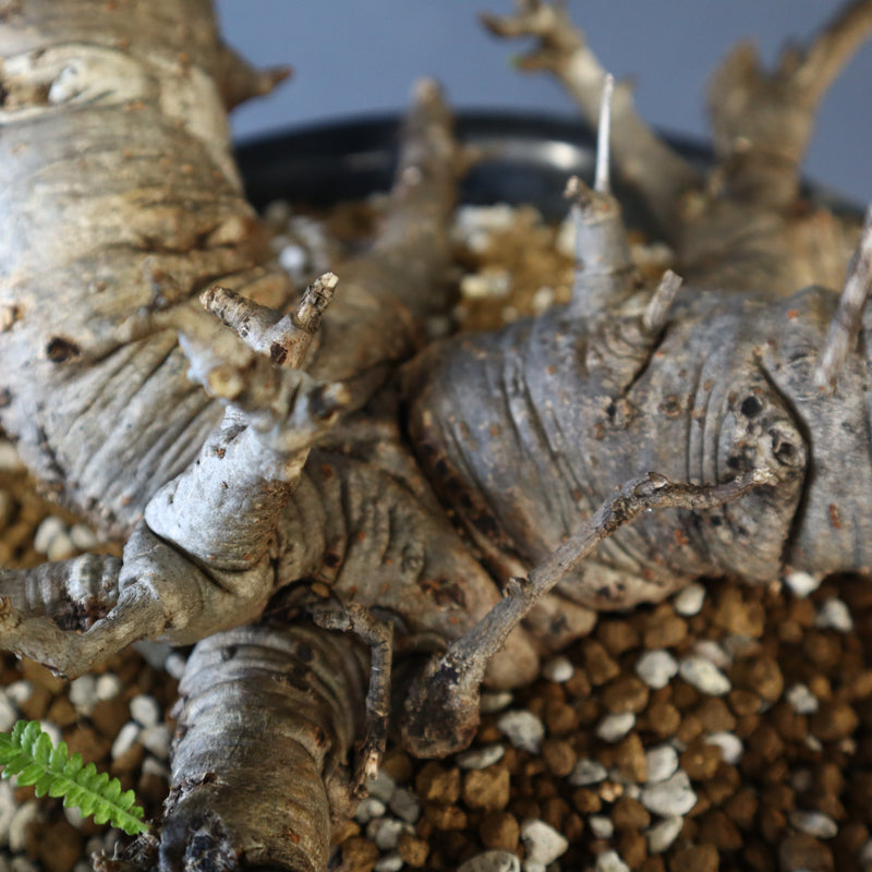 B.ネグレクタ 50