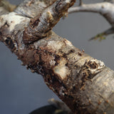 B.ネグレクタ 50