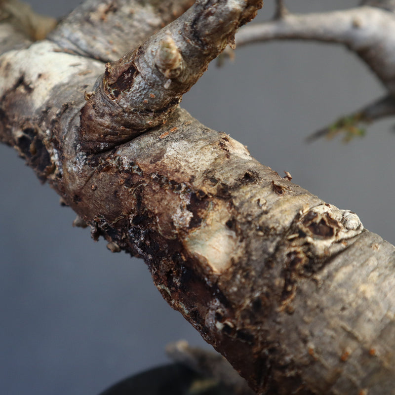 B.ネグレクタ 50