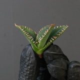 【ベアルート】DRAGON AGAVE 麻花 EC1702