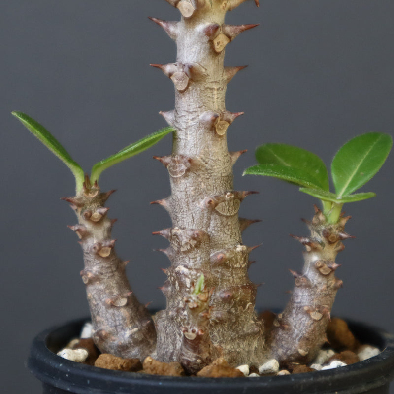 P.ウィンゾリー（実生）300 – TaiShoDo ONLINE SHOP