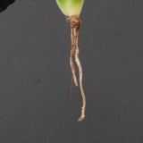 【ベアルート】DRAGON AGAVE 麻花 EC1702