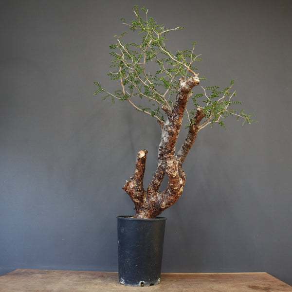 C.モンストローサ 19