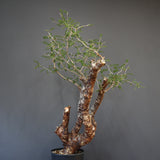 C.モンストローサ 19