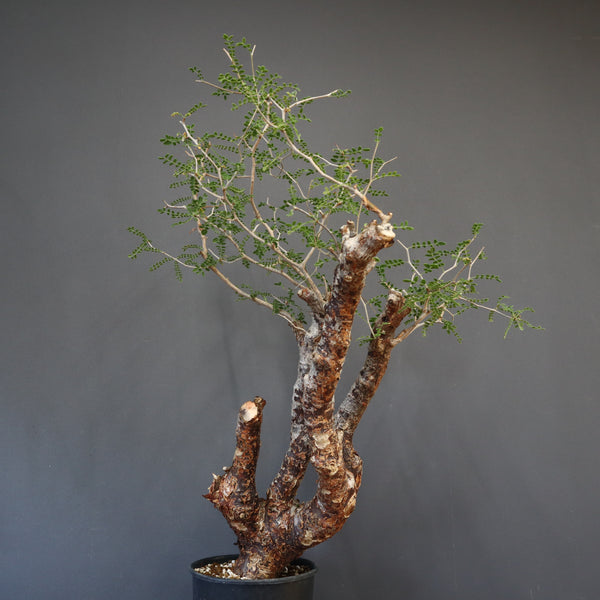 C.モンストローサ 19