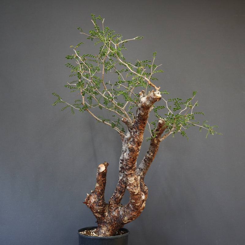 C.モンストローサ 19