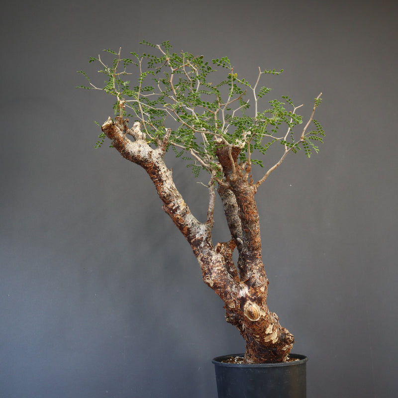 C.モンストローサ 19