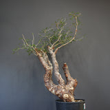 C.モンストローサ 19