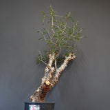 C.モンストローサ 19